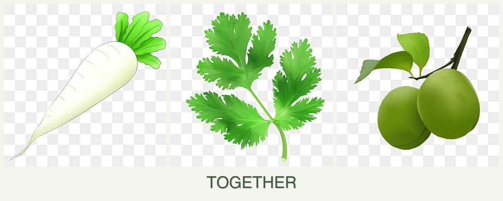 Can you plant radishes, parsley and plums together?