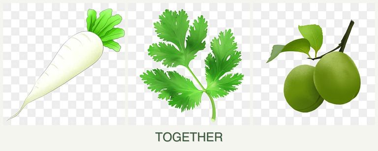 Can you plant radishes, parsley and plums together?