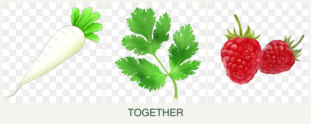Can you plant radishes, parsley and raspberries together?