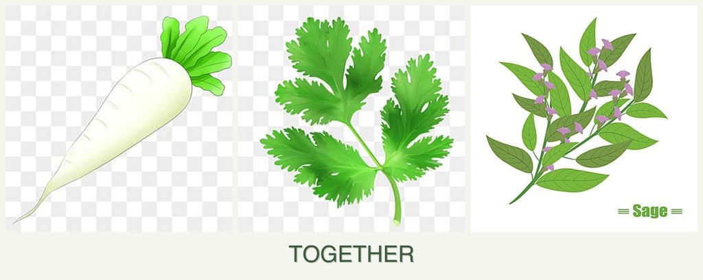Can you plant radishes, parsley and sage together?