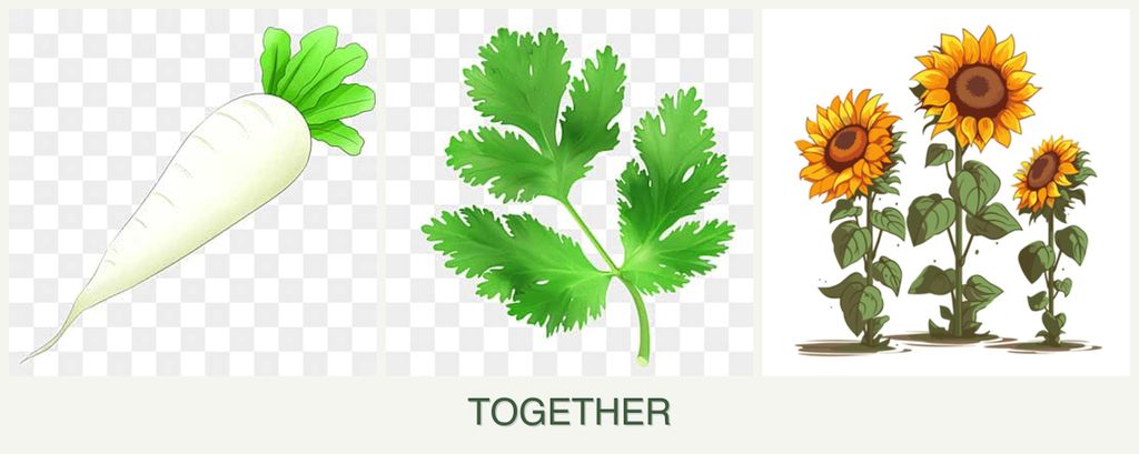 Can you plant radishes, parsley and sunflowers together?