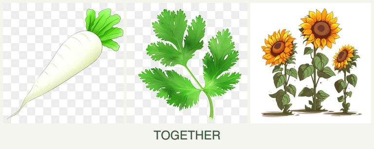 Can you plant radishes, parsley and sunflowers together?