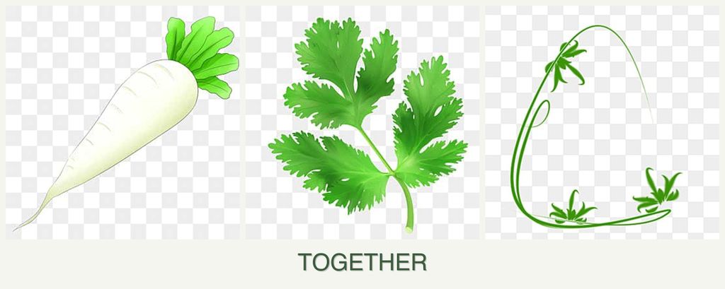 Can you plant radishes, parsley and tarragon together?