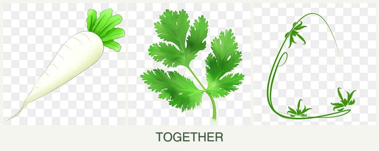 Can you plant radishes, parsley and tarragon together?