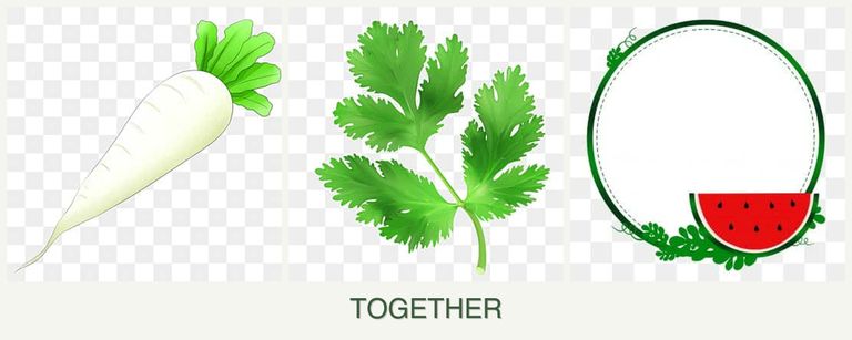 Can you plant radishes, parsley and watermelons together?
