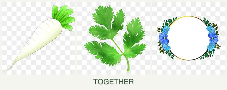 Can you plant radishes, parsley and zinnias together?