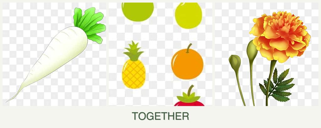 Can you plant radishes, pears and marigolds together?