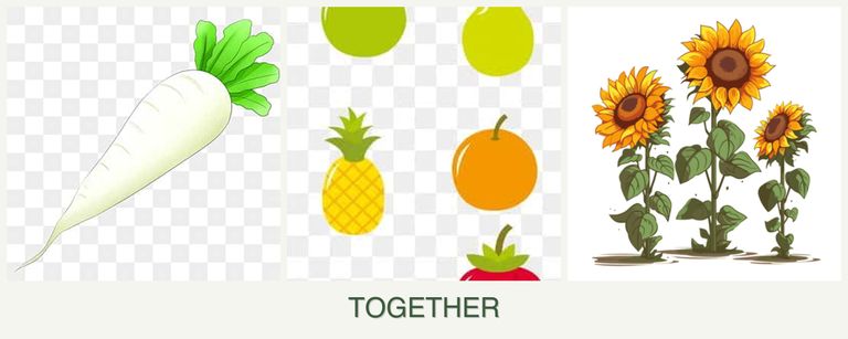 Can you plant radishes, pears and sunflowers together?