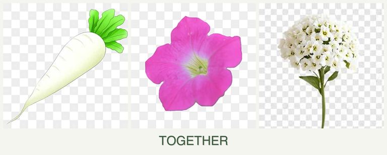 Can you plant radishes, petunias and alyssum together?