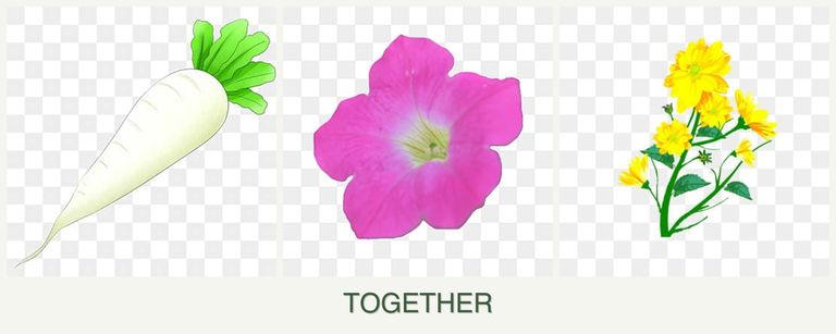Can you plant radishes, petunias and calendula together?