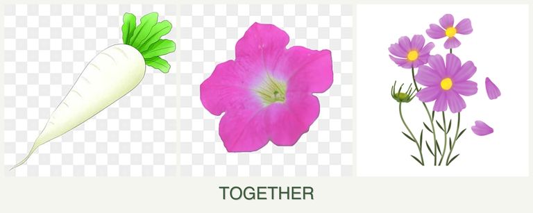 Can you plant radishes, petunias and cosmos together?