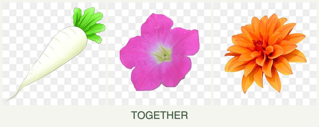 Can you plant radishes, petunias and dahlias together?
