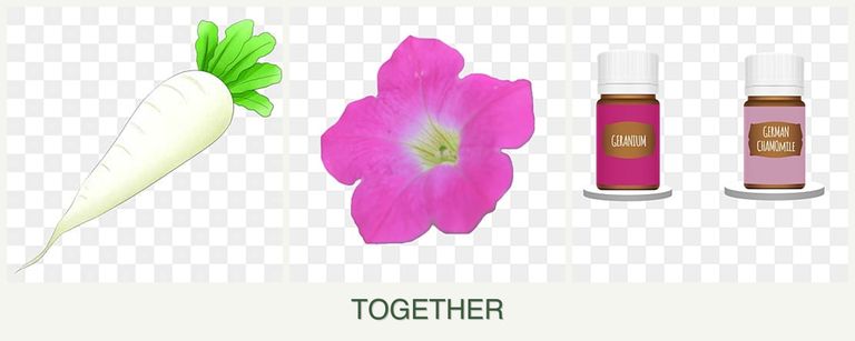 Can you plant radishes, petunias and geraniums together?