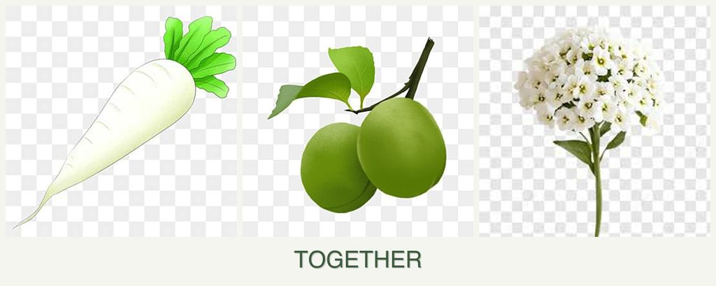Can you plant radishes, plums and alyssum together?