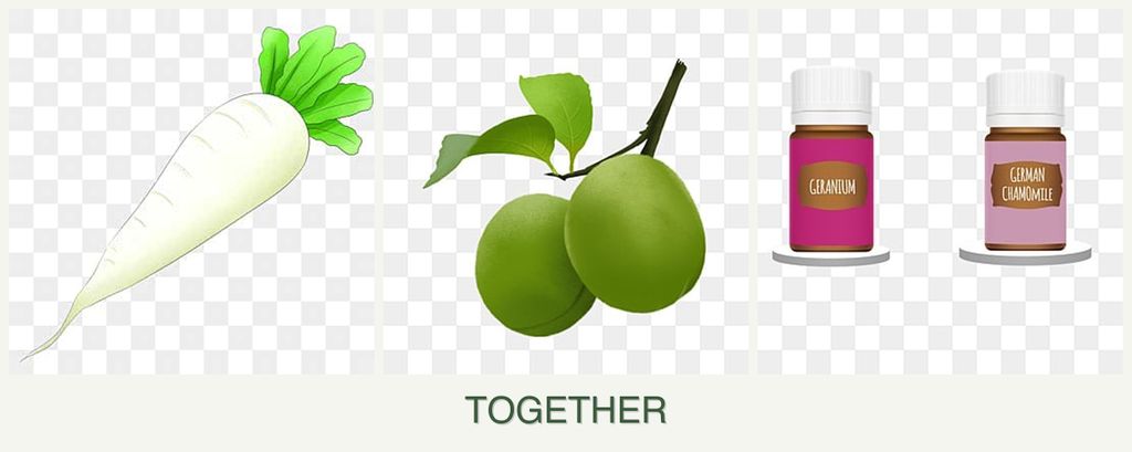 Can you plant radishes, plums and geraniums together?