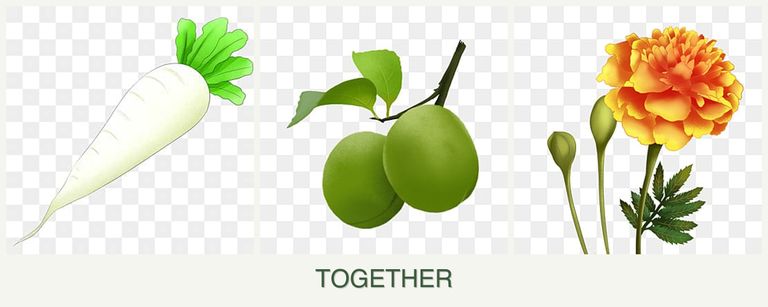 Can you plant radishes, plums and marigolds together?