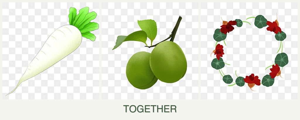 Can you plant radishes, plums and nasturtiums together?