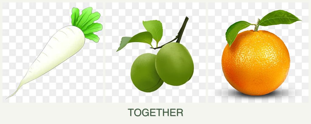 Can you plant radishes, plums and oranges together?