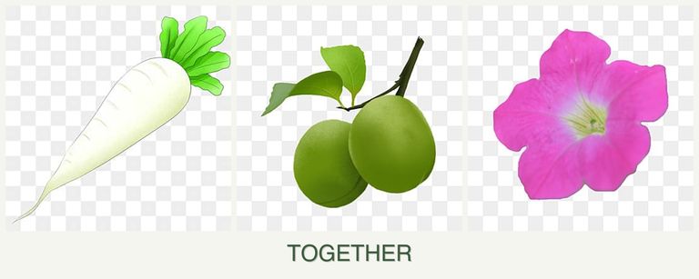Can you plant radishes, plums and petunias together?