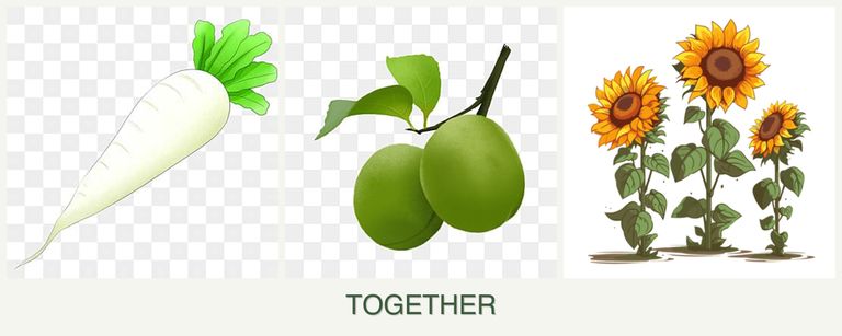 Can you plant radishes, plums and sunflowers together?