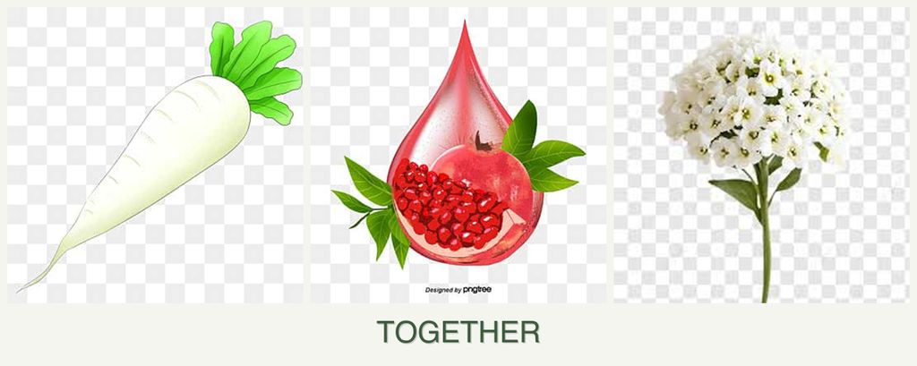 Can you plant radishes, pomegranates and alyssum together?