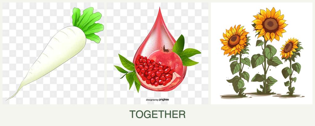 Can you plant radishes, pomegranates and sunflowers together?
