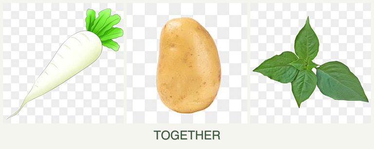 Can you plant radishes, potatoes and basil together?