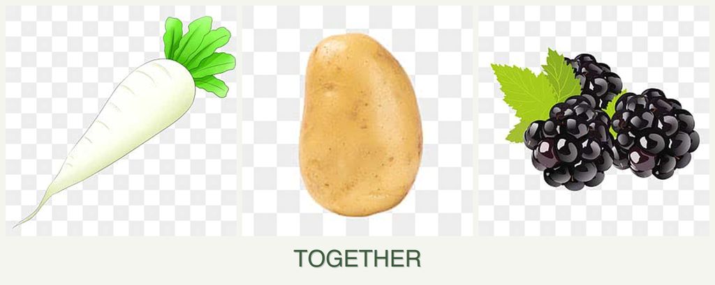 Can you plant radishes, potatoes and blackberries together?