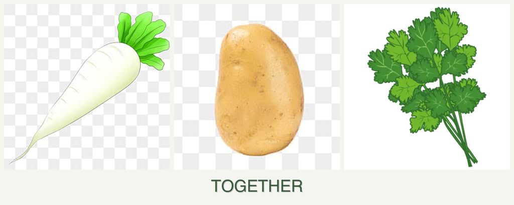Can you plant radishes, potatoes and cilantro together?
