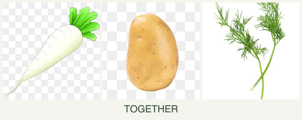 Can you plant radishes, potatoes and dill together?