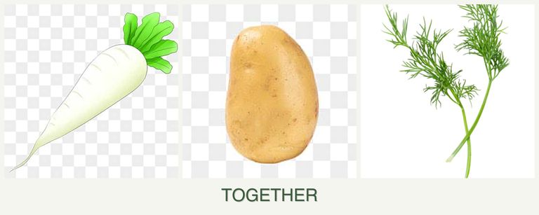 Can you plant radishes, potatoes and dill together?
