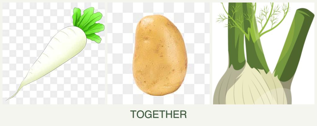 Can you plant radishes, potatoes and fennel together?