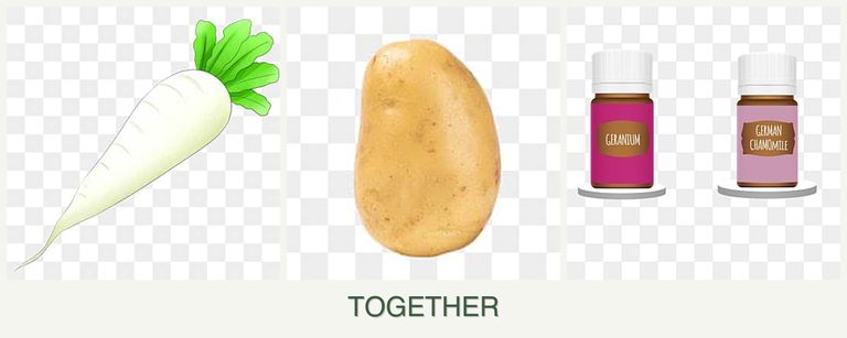 Can you plant radishes, potatoes and geraniums together?