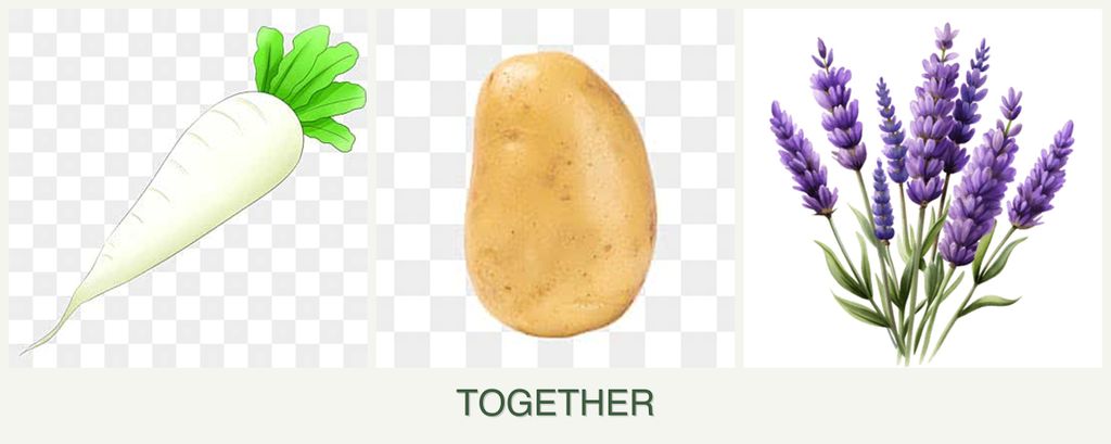 Can you plant radishes, potatoes and lavender together?