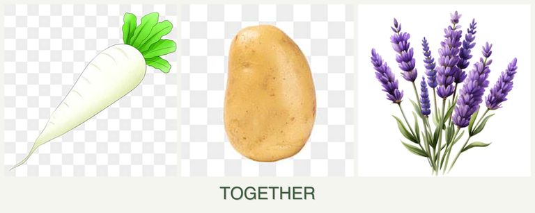 Can you plant radishes, potatoes and lavender together?