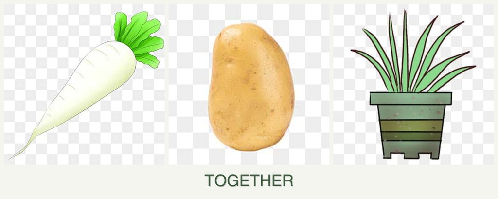 Can you plant radishes, potatoes and lemongrass together?