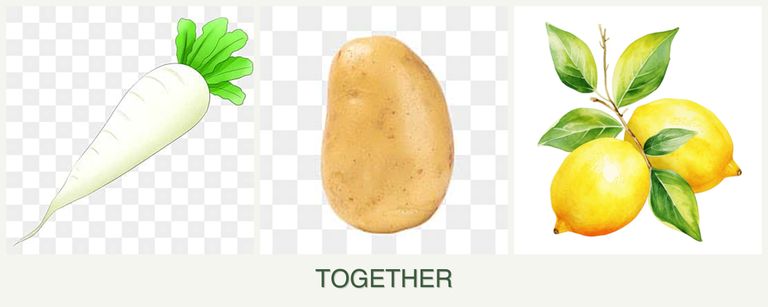 Can you plant radishes, potatoes and lemons together?