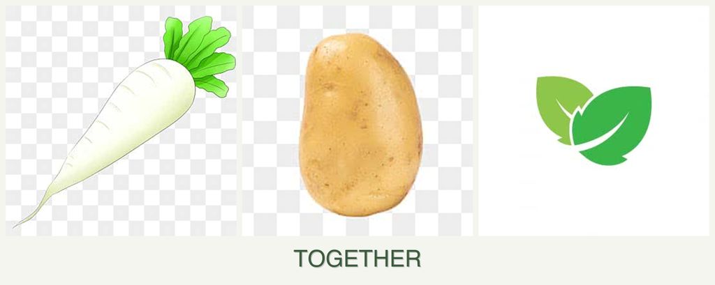 Can you plant radishes, potatoes and mint together?