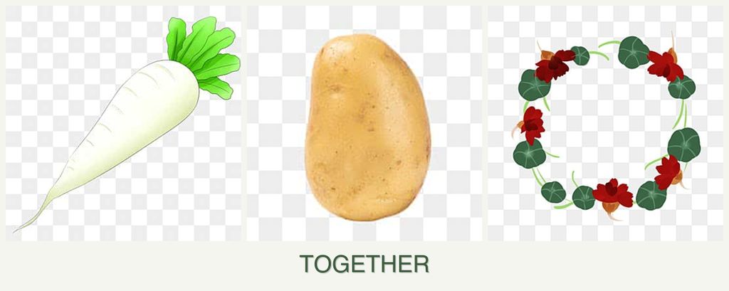 Can you plant radishes, potatoes and nasturtiums together?
