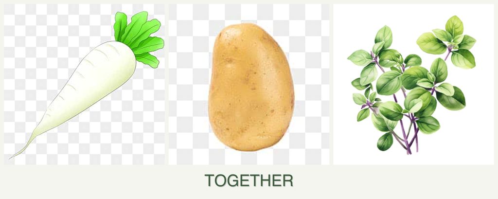 Can you plant radishes, potatoes and oregano together?