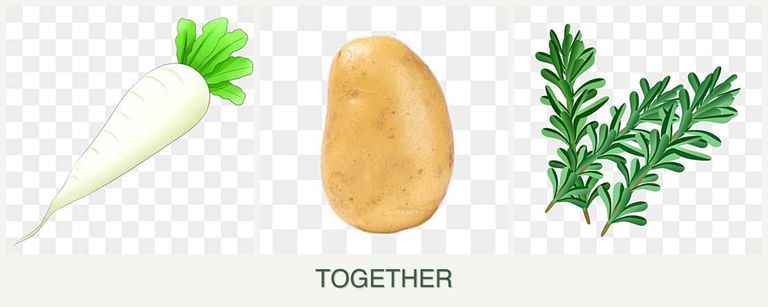 Can you plant radishes, potatoes and rosemary together?
