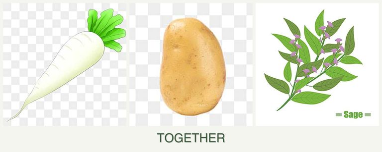 Can you plant radishes, potatoes and sage together?
