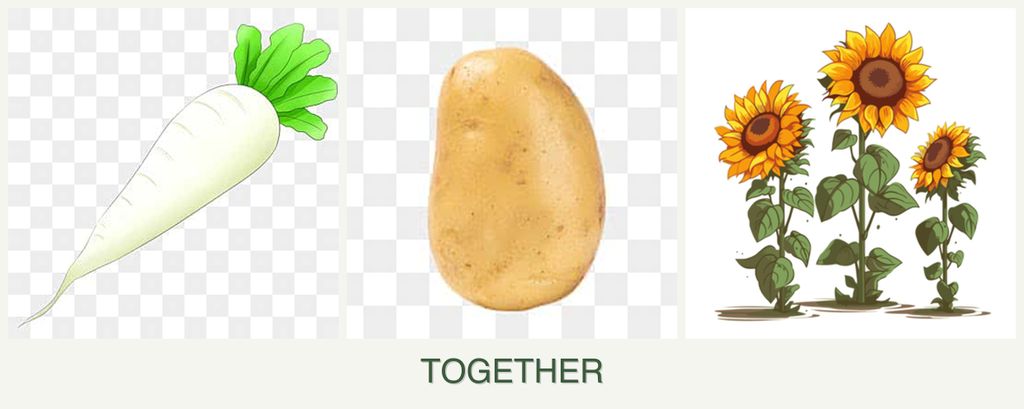 Can you plant radishes, potatoes and sunflowers together?