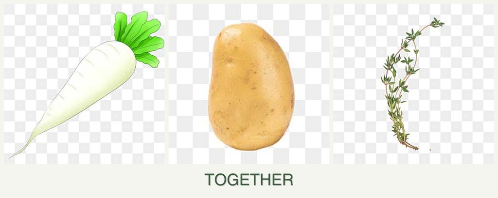 Can you plant radishes, potatoes and thyme together?