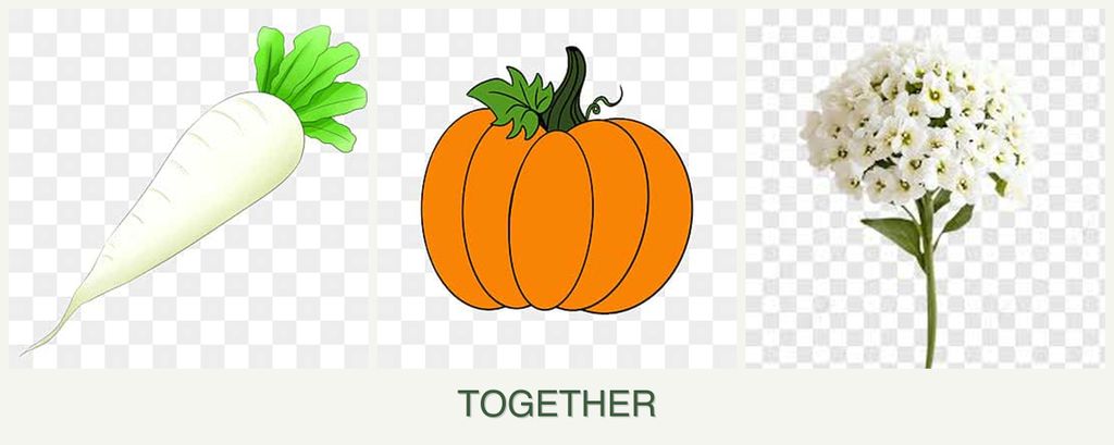 Can you plant radishes, pumpkin and alyssum together?