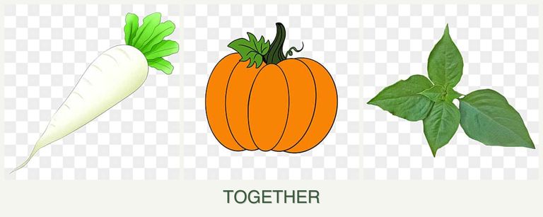 Can you plant radishes, pumpkin and basil together?