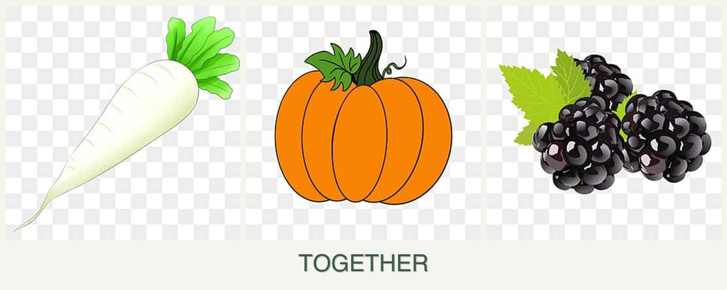 Can you plant radishes, pumpkin and blackberries together?