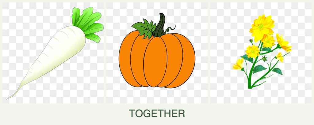 Can you plant radishes, pumpkin and calendula together?