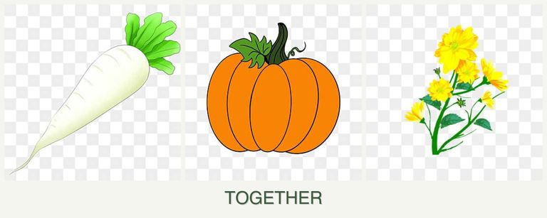 Can you plant radishes, pumpkin and calendula together?