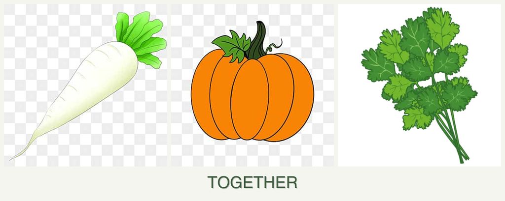Can you plant radishes, pumpkin and cilantro together?